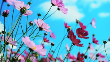 This is a beautiful garden will with acres of land overlooking the pacific ocean. They specialize in roses that bloom from January - May. They have a small area dedicated to hibiscus and have a variety of flowers throughout the garden. You can rent 1 of 5 cottages that have a spectacular view of the ocean and the cosmo fields ( shown here) that bloom in January or you can set up a tent in their small camping area that has picnic benches, outdoor grills and sinks.