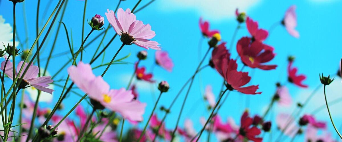 Pink and red flowers against a clear blue sky.