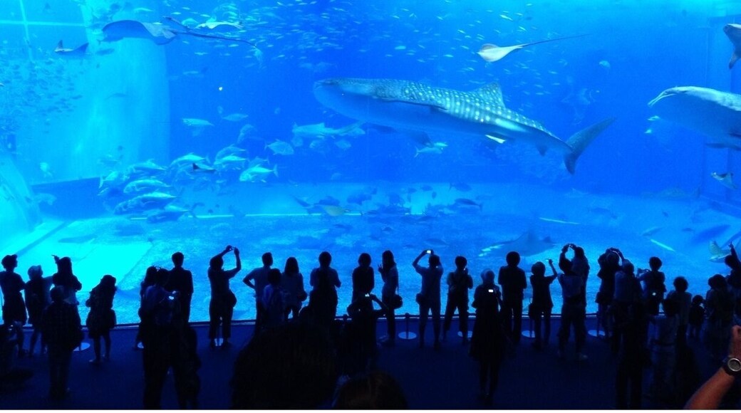 One of the biggest tanks in Japan.