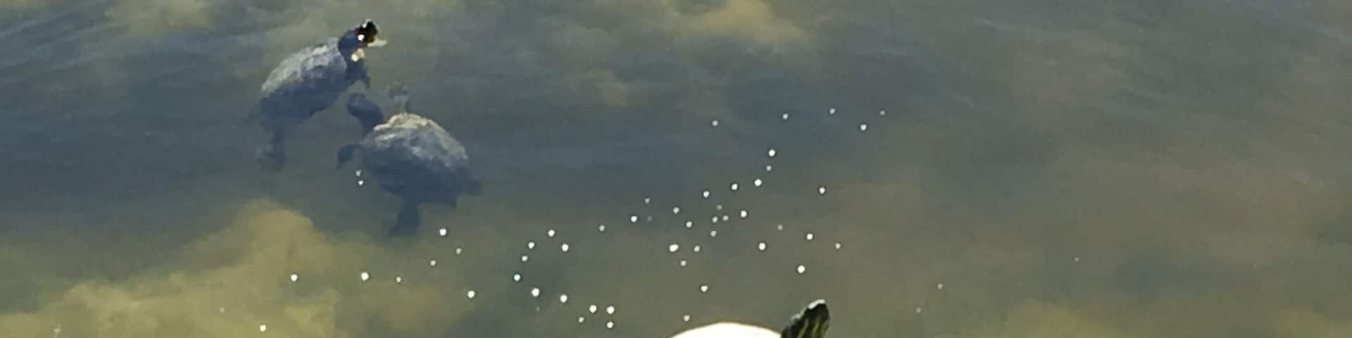 Taking in the sun ☀️