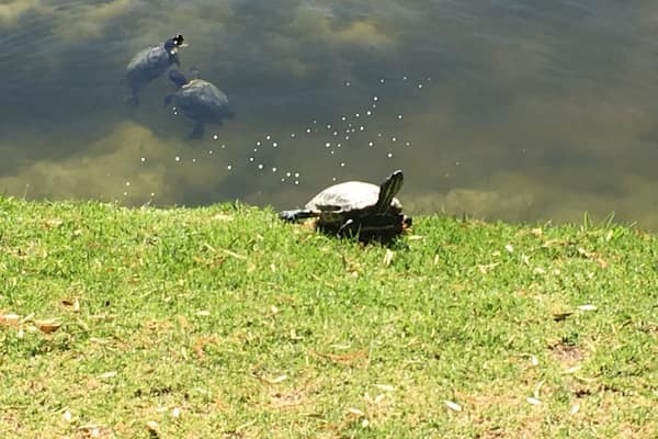 Taking in the sun ☀️