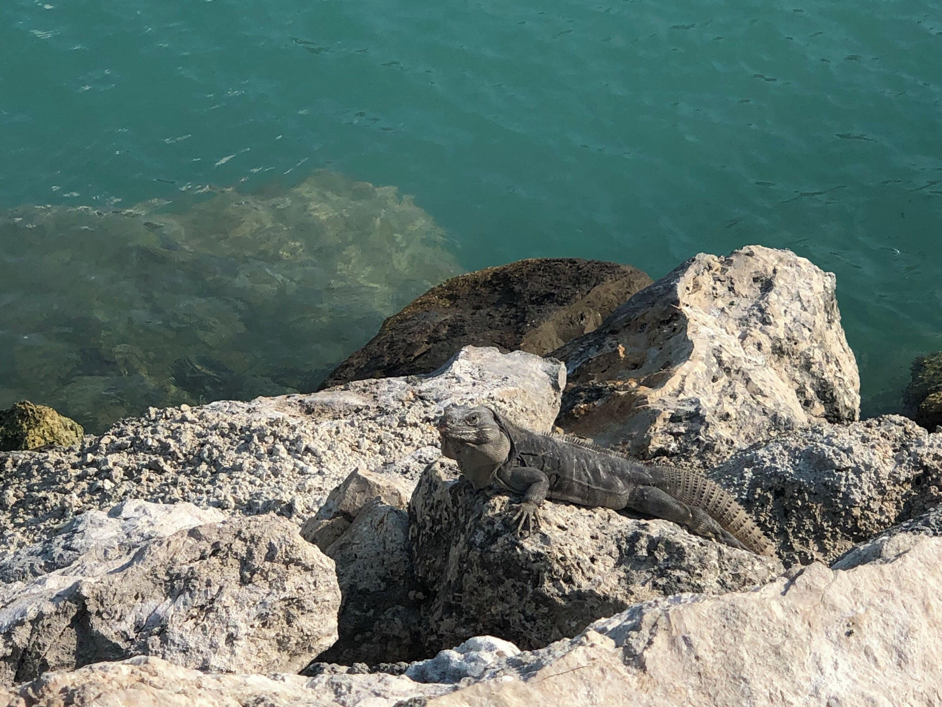 This guy was just hanging out minding his own business!