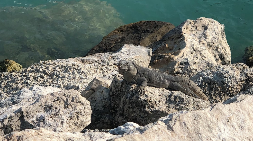 This guy was just hanging out minding his own business!