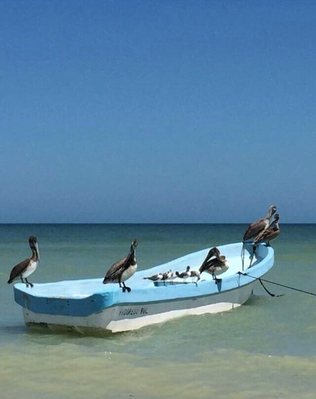 Tropical paradise in Progreso Beach