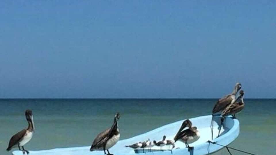 Tropical paradise in Progreso Beach