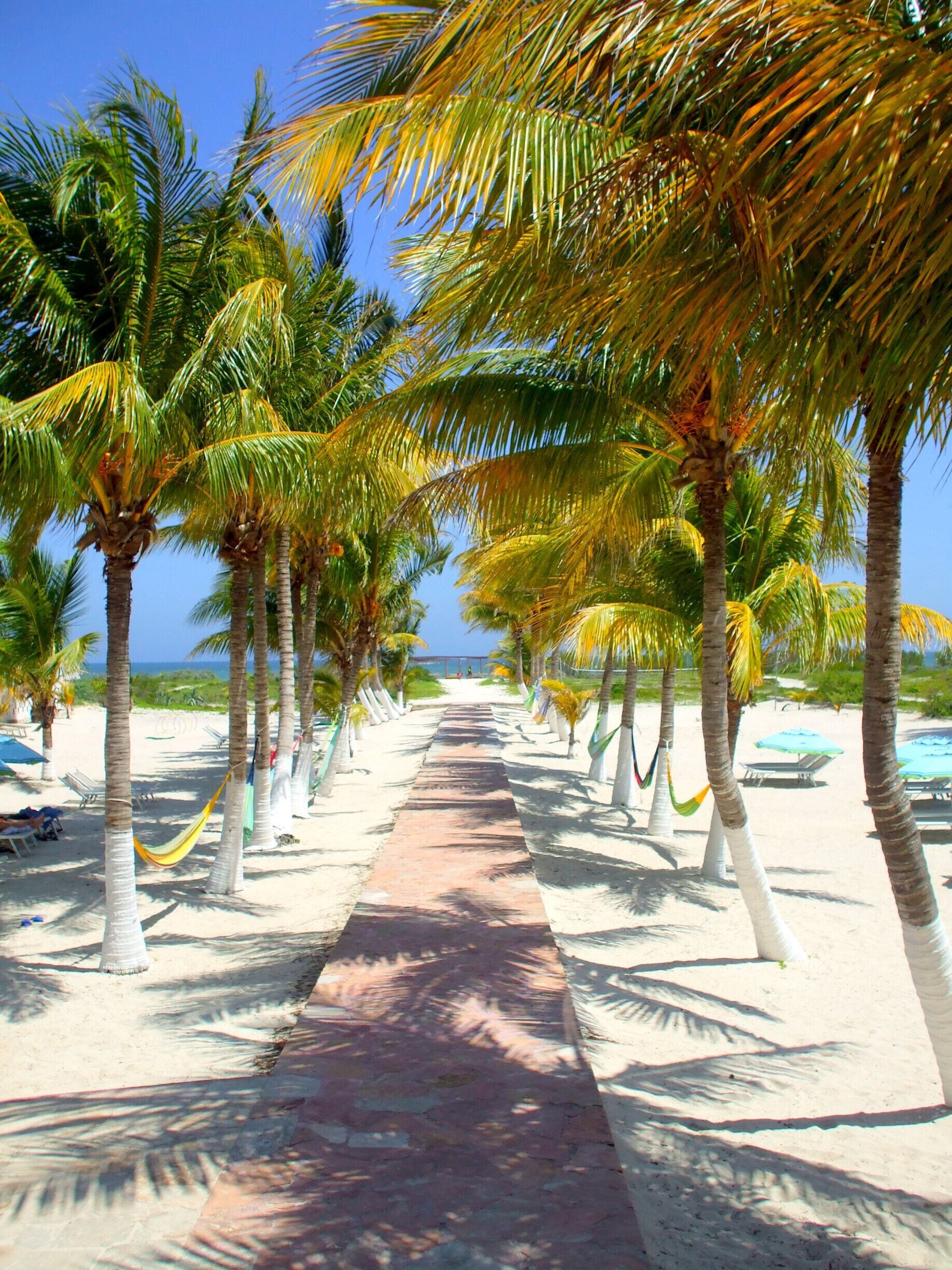 The palm trees of Mexico.  #Green