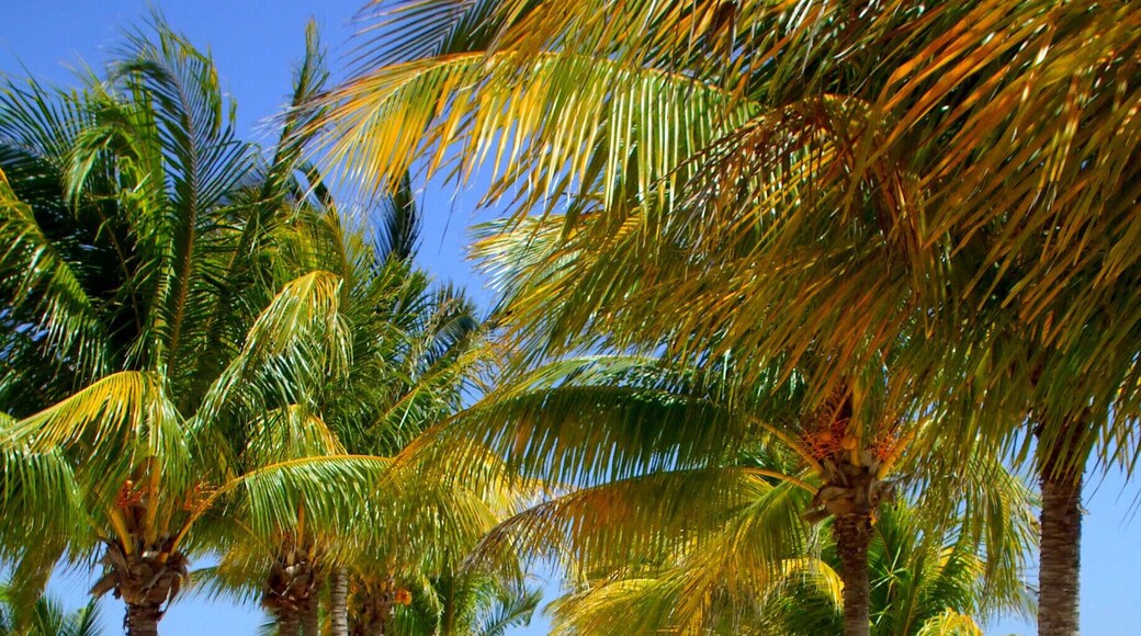 The palm trees of Mexico. #Green