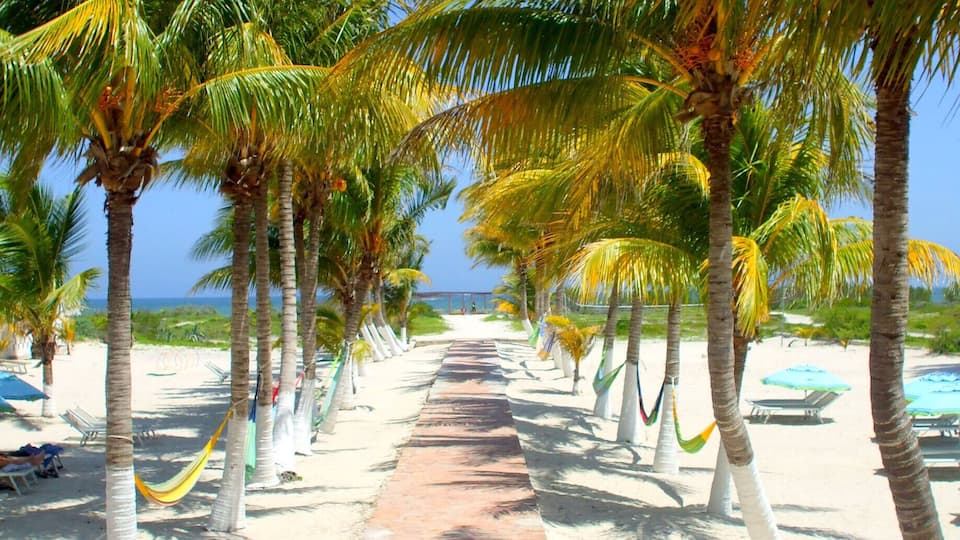 The palm trees of Mexico. #Green