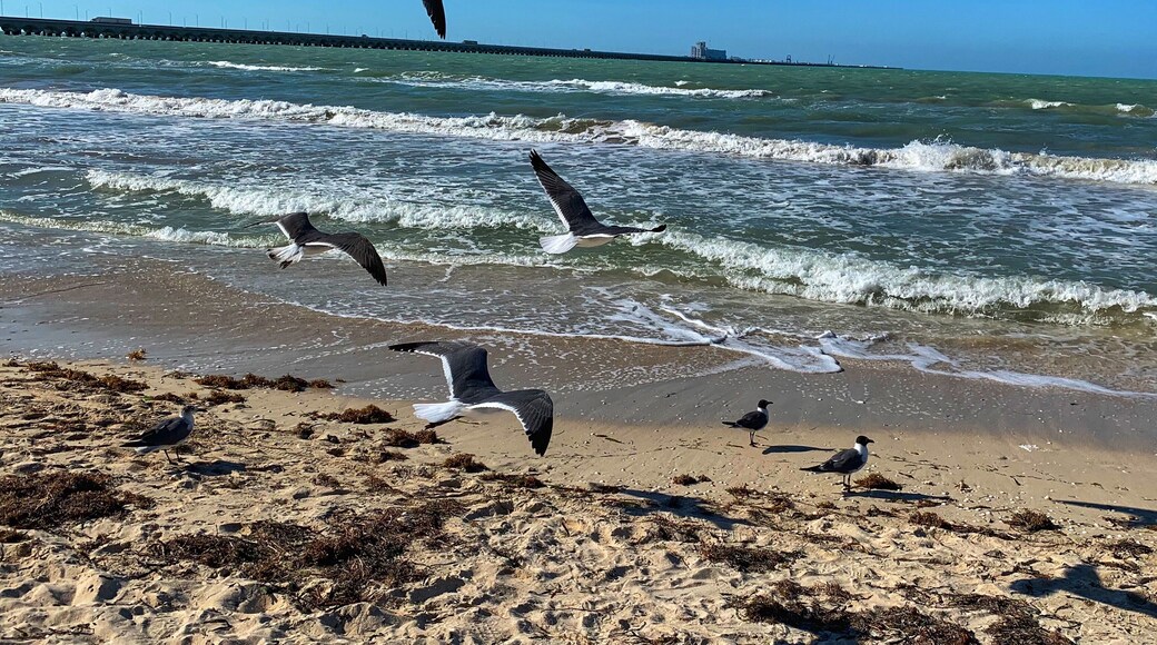 This Is life, free as a bird #lifeatexpedia #tlotravel #progresoyucatan #birds