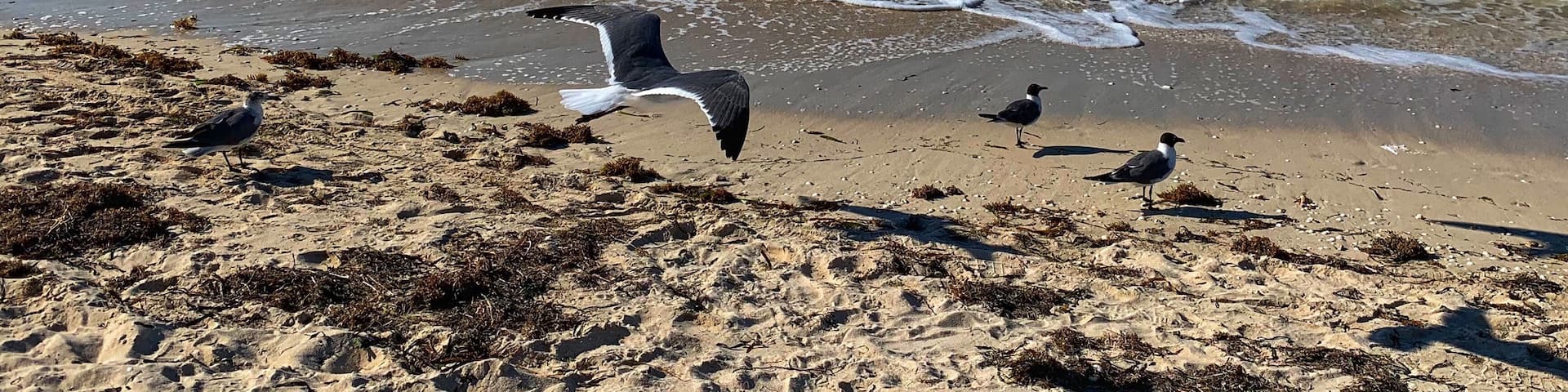 This Is life, free as a bird #lifeatexpedia #tlotravel #progresoyucatan #birds