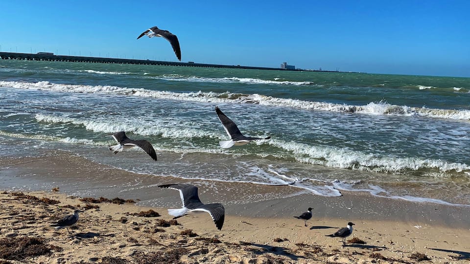 This Is life, free as a bird #lifeatexpedia #tlotravel #progresoyucatan #birds