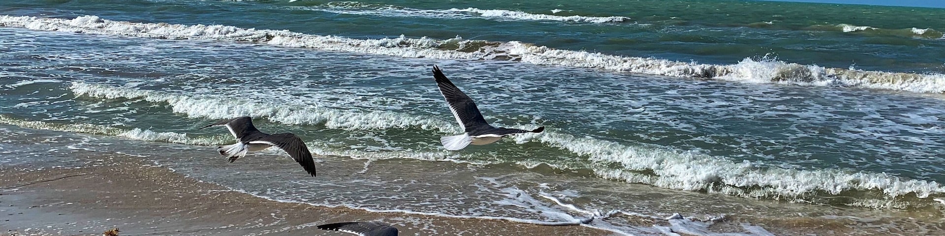 This Is life, free as a bird #lifeatexpedia #tlotravel #progresoyucatan #birds