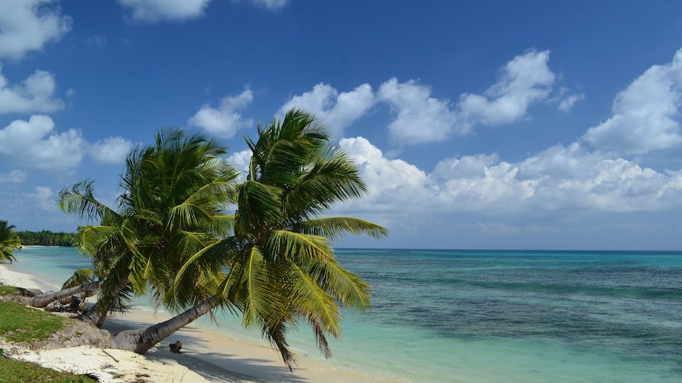 A beach with clear turquoise water, white sand, and palm trees.