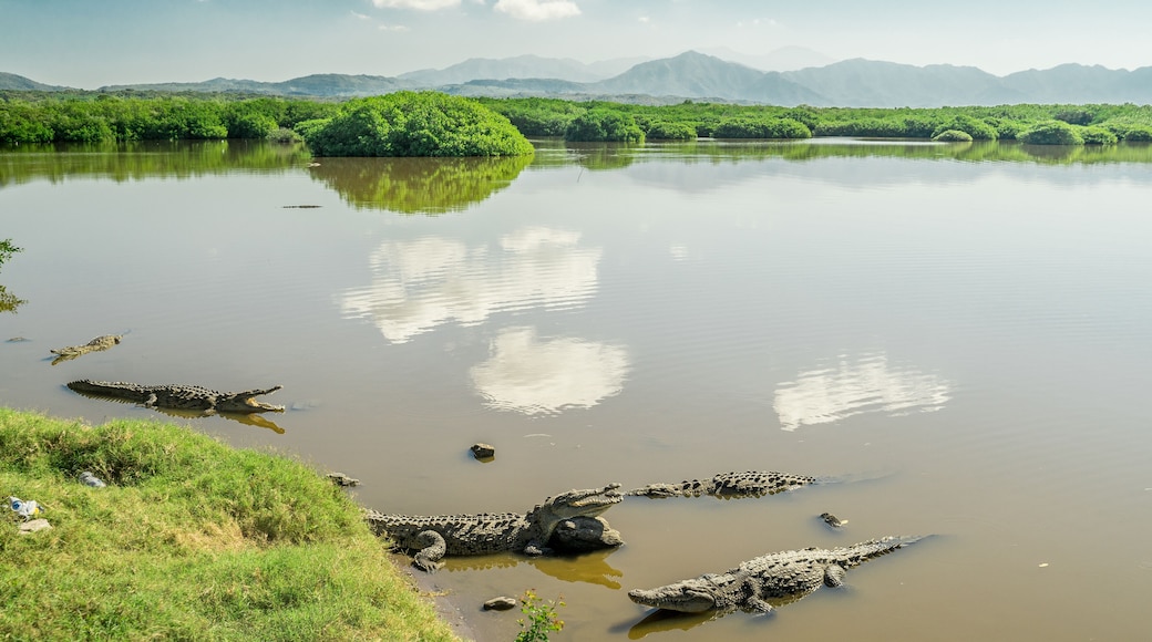 Cocodrilos de San Blas Nayarit México