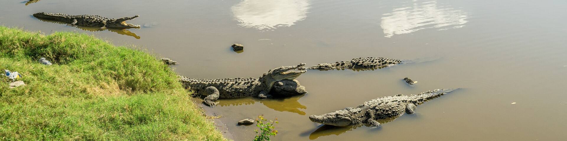 Cocodrilos de San Blas Nayarit México