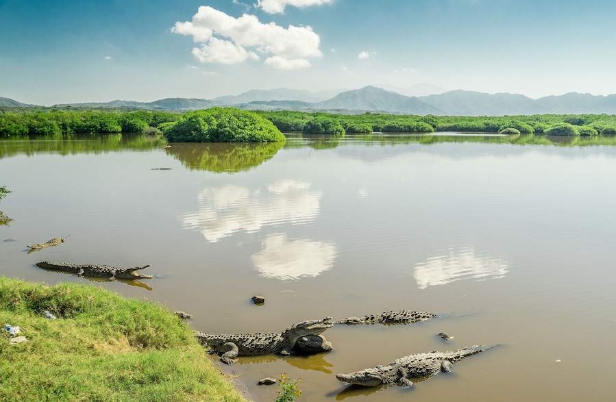 Cocodrilos de San Blas Nayarit México