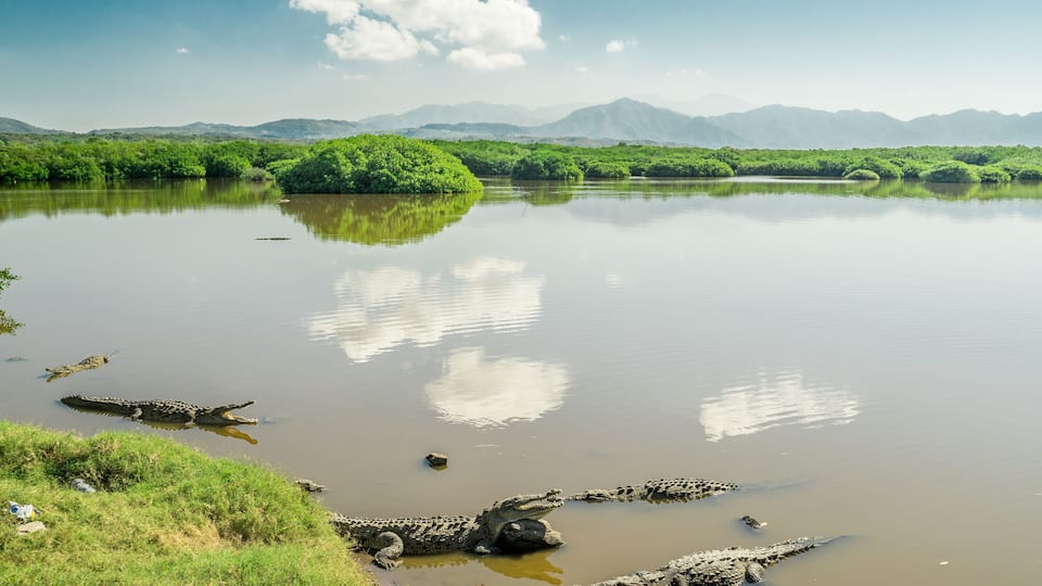 A calm lake with crocodiles, lush greenery, and distant mountains.