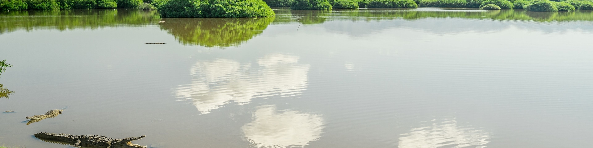 Cocodrilos de San Blas Nayarit México