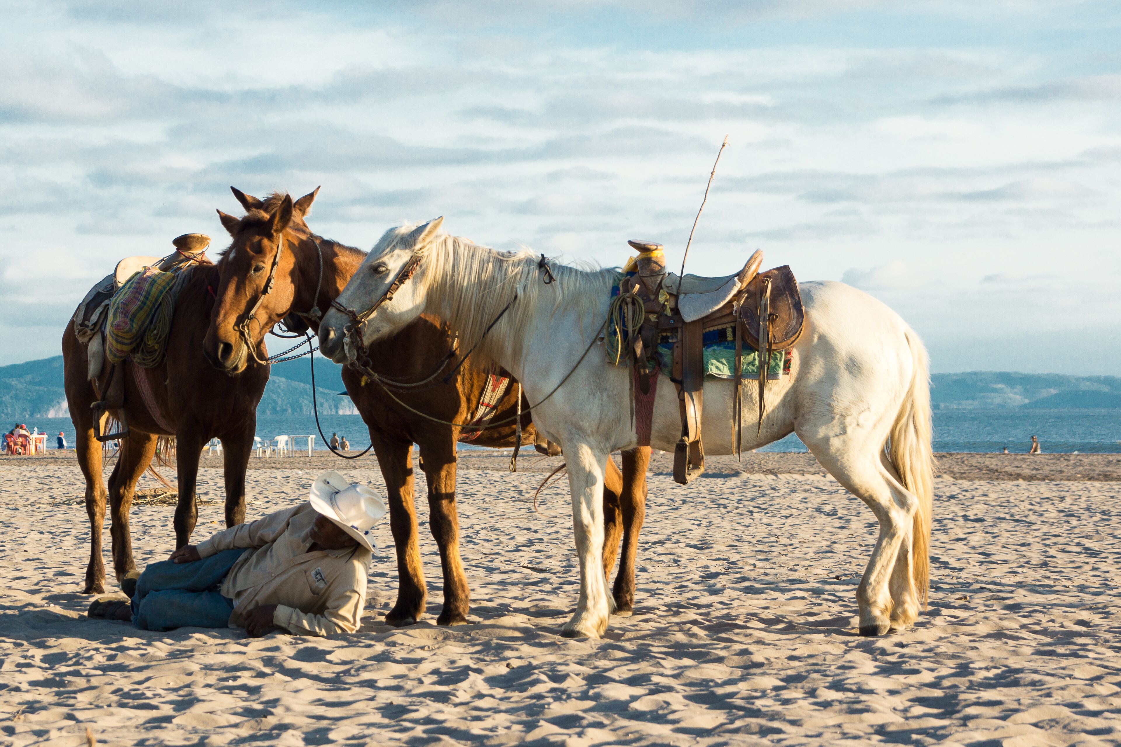 horses at the beach in mexico 