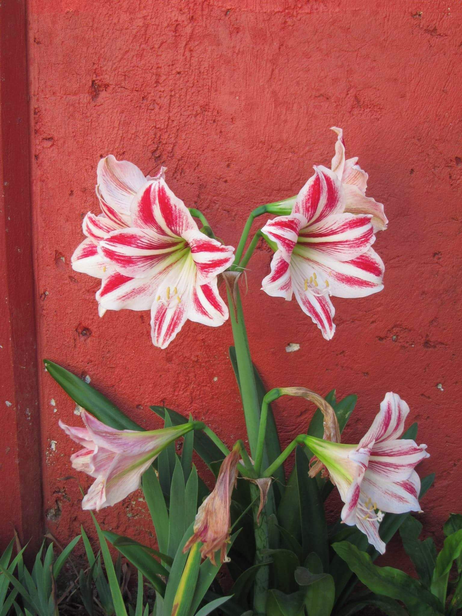 Beautiful flower in the garden of our hotel.