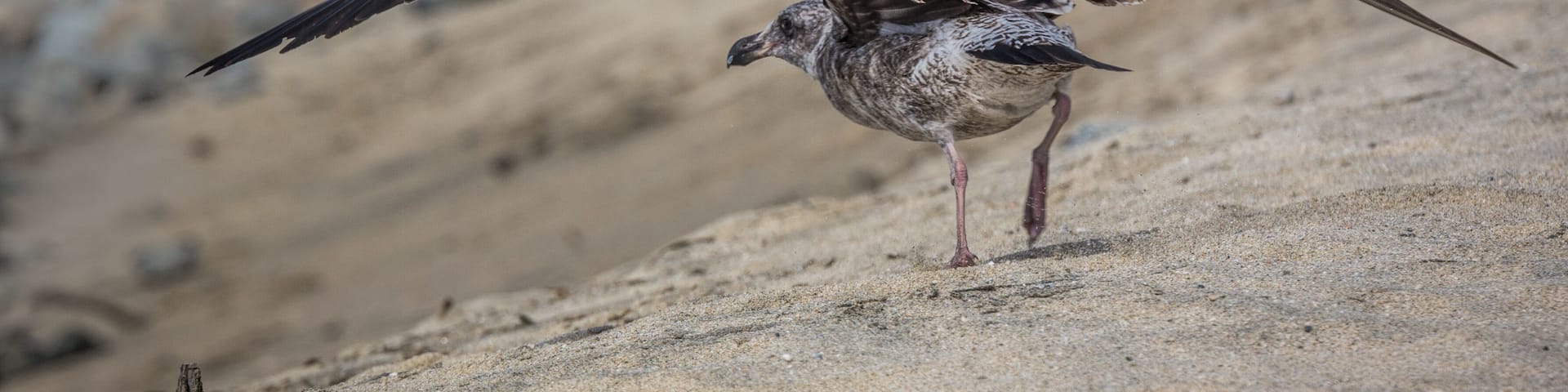 A bird with outstretched wings on a sandy terrain.