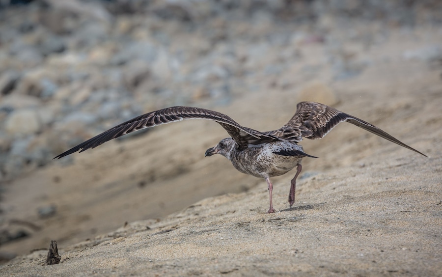 A bird with outstretched wings on a sandy terrain.