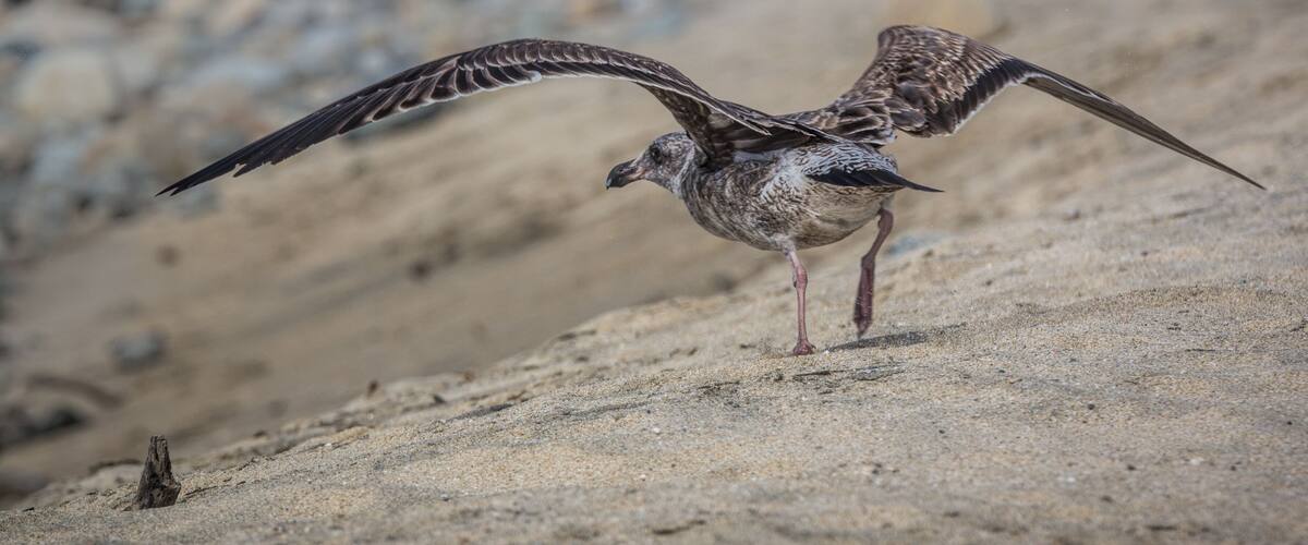 A bird with outstretched wings on a sandy terrain.