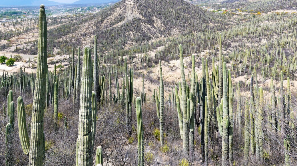 Landscap in the Tehuacan Cuicatlan Biosphere Reserve with columnar cactus (Ceroid cactus), Oaxaca, Mexico.