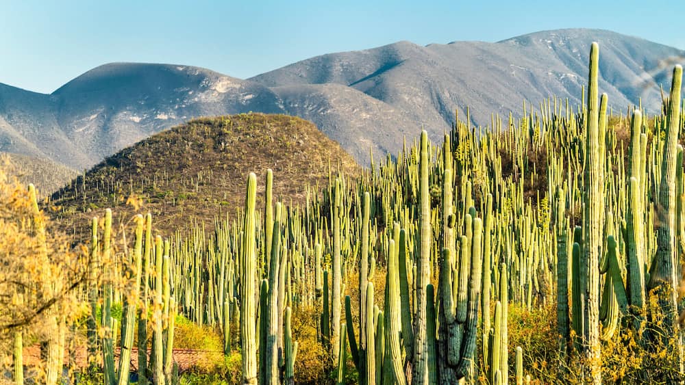 Tehuacan-Cuicatlan Biosphere Reserve in Mexico
