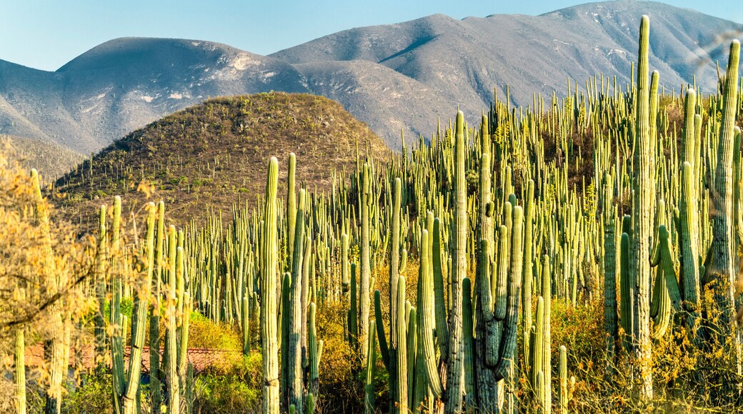 Tehuacan-Cuicatlan Biosphere Reserve in Mexico