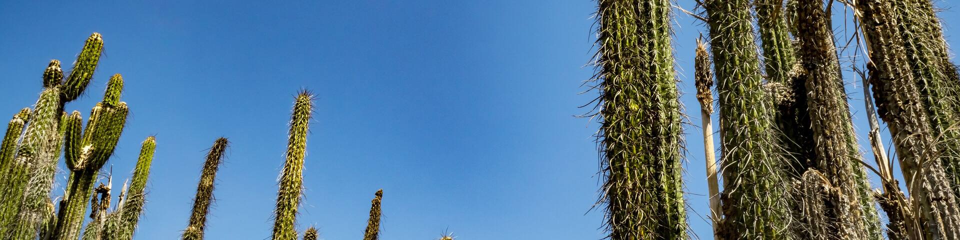 Tall cacti against a clear blue sky.