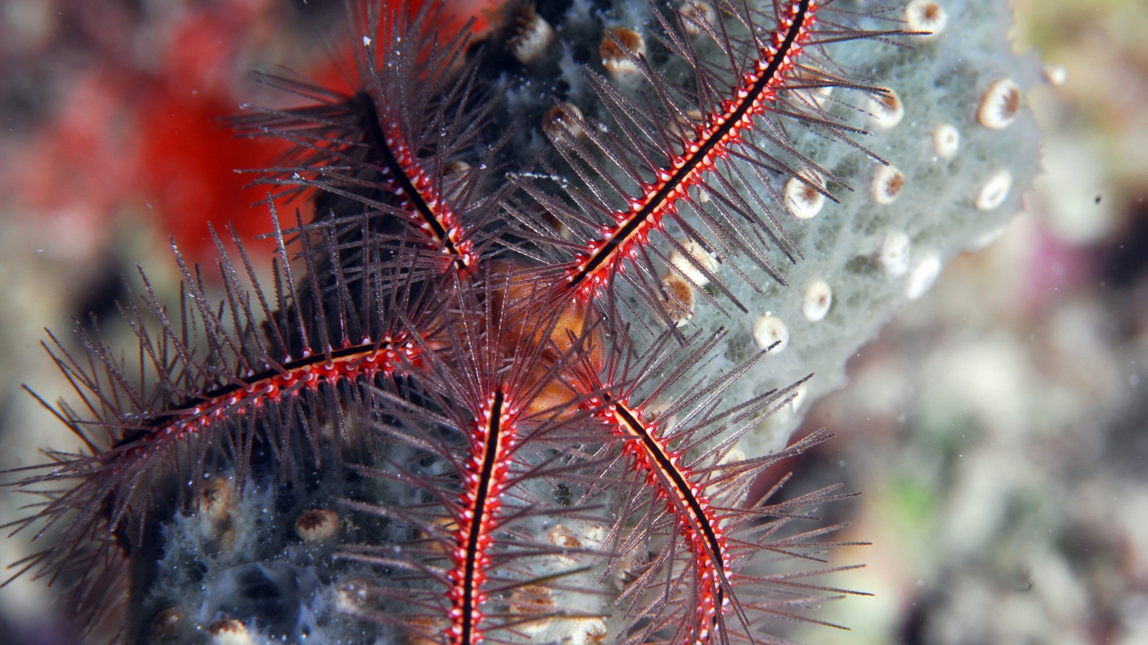 Bonaire som inkluderar blommor