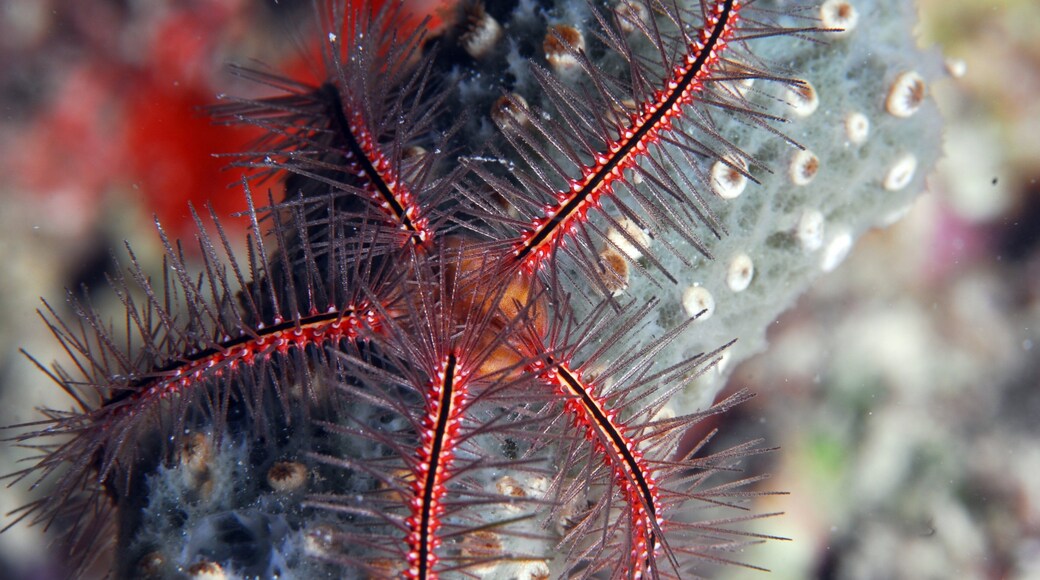 Bonaire som inkluderar blommor