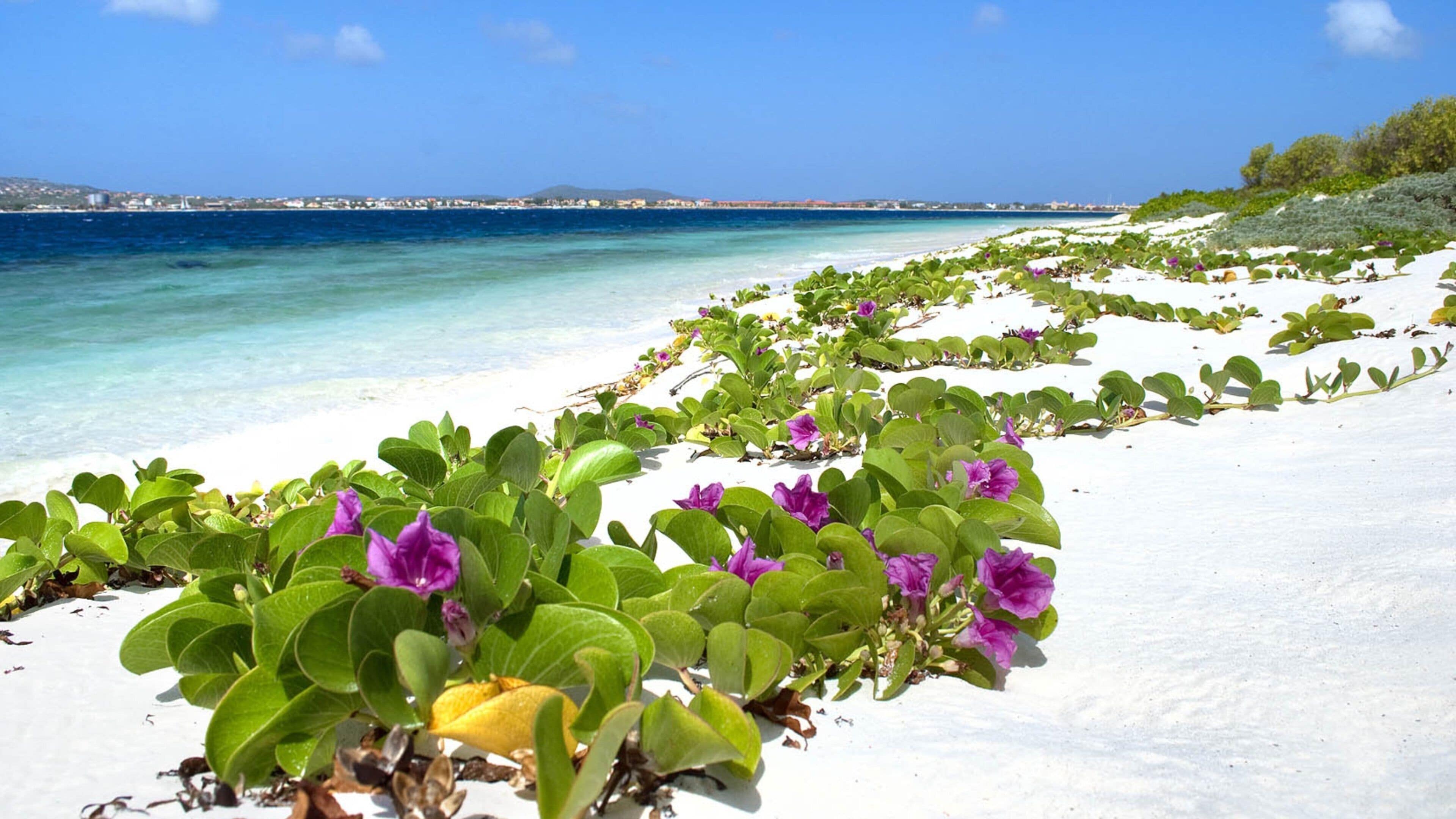 Uma praia com areia branca e vegetação verde com flores roxas.