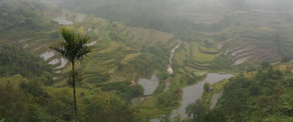 A misty landscape with terraced rice fields and a palm tree.