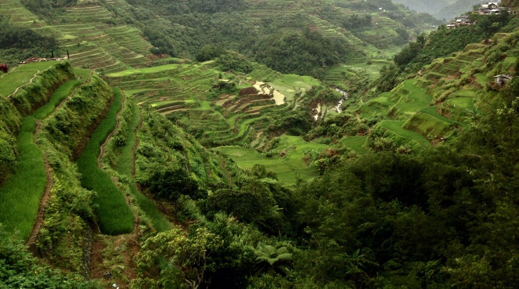 The Banaue Rice Terraces have been deemed the 8th wonder of the world and declared a World heritage site of UNESCO.They were carved from the hillside by the tribes people of Ifugao about 2,000-3,000 years ago.