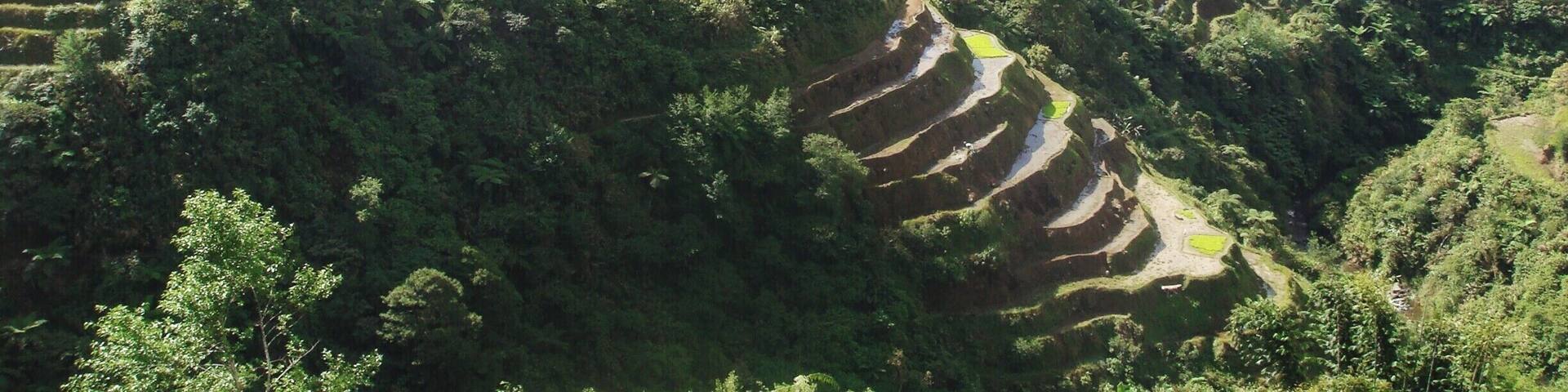 Terraced rice fields in a mountainous region.