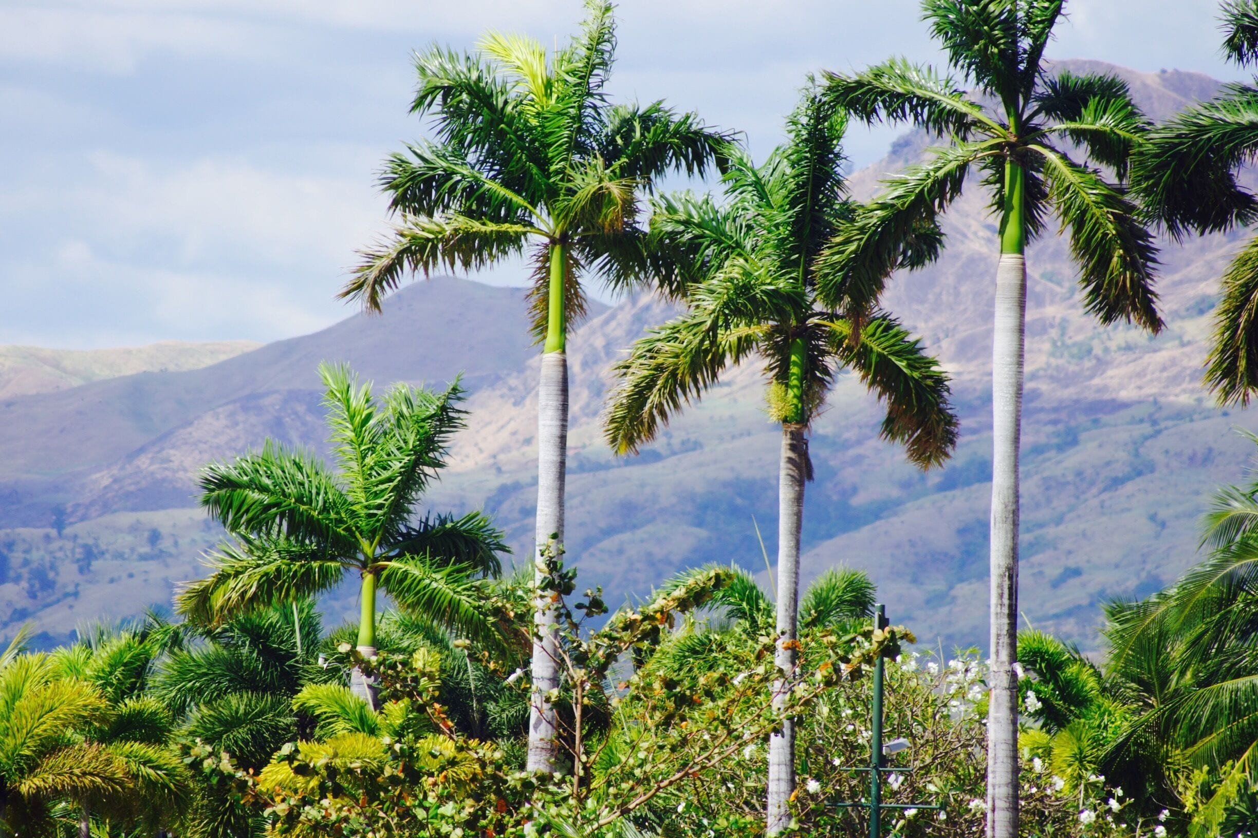 With beautiful palm trees 