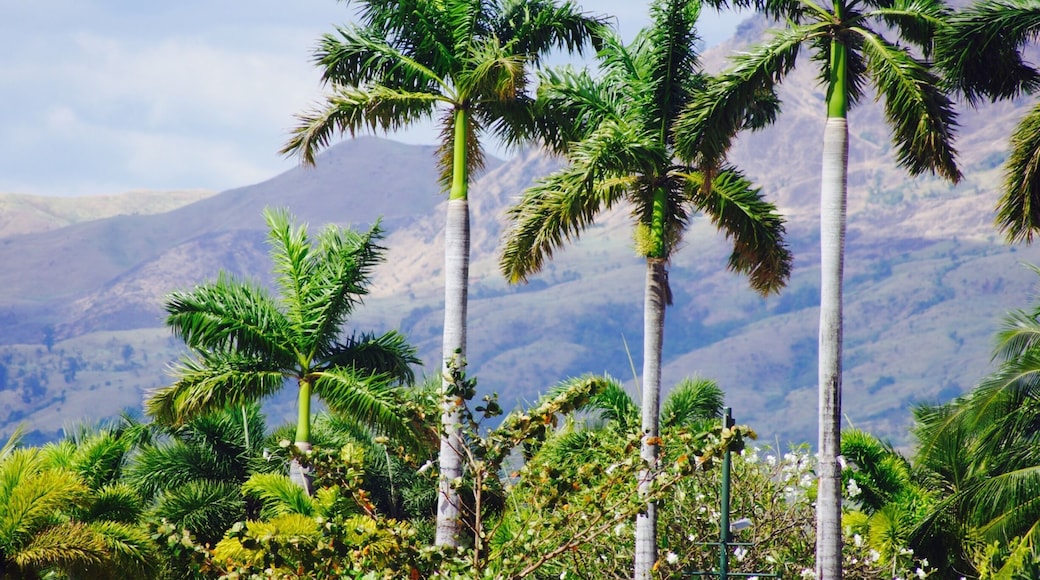 With beautiful palm trees