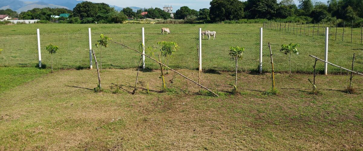 A rural landscape with a fenced field, small trees, and distant mountains.