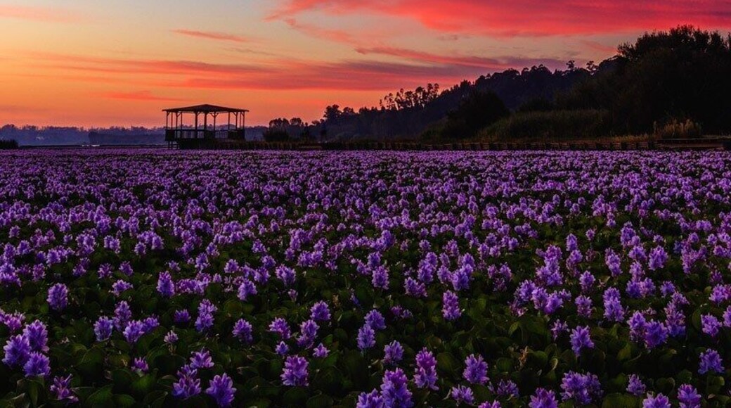 A beautiful sunset at Pareira de Fermentelos
