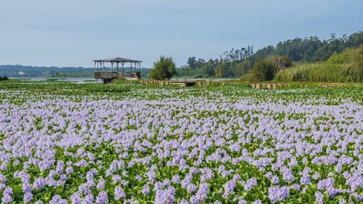 A thousand flowered hyacinth in Pateira, Agueda (Portugal).
#BVStrove
