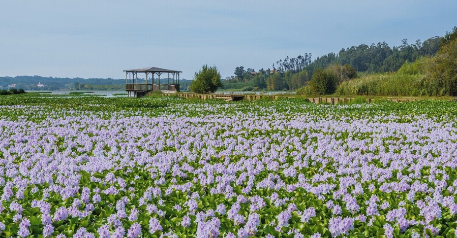 A thousand flowered hyacinth in Pateira, Agueda (Portugal).
#BVStrove