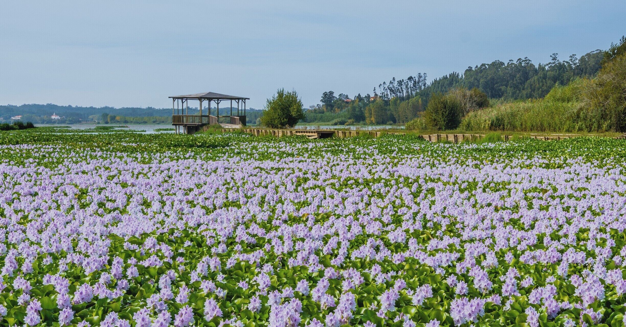 A field of purple flowers with a wooden gazebo and a lake in the background.