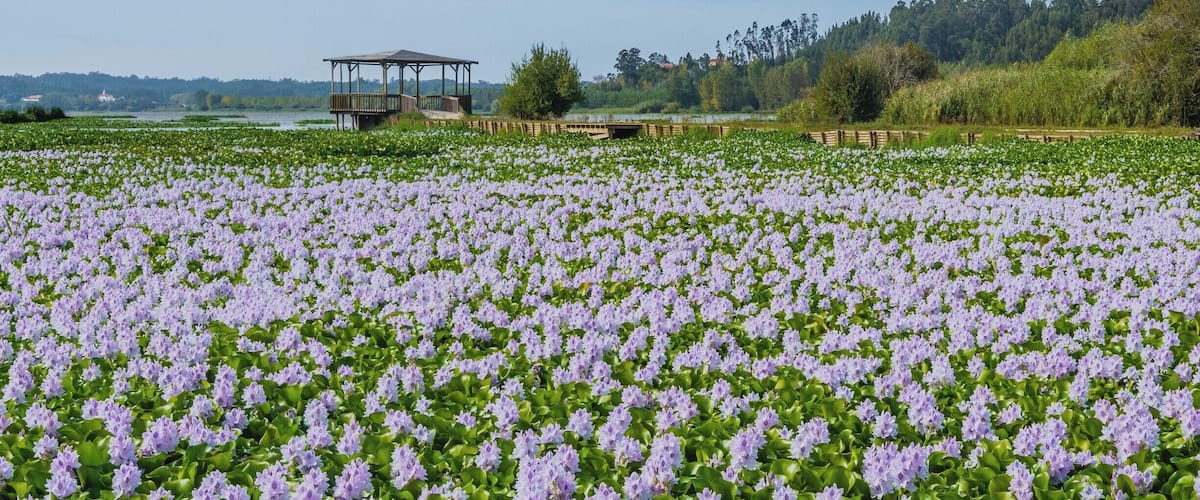 A field of purple flowers with a wooden gazebo and a lake in the background.