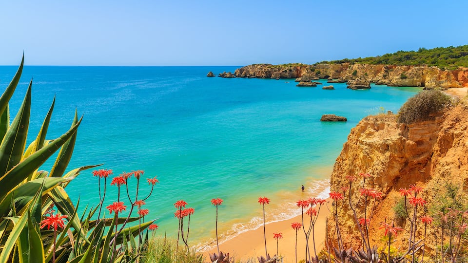 A coastal landscape with clear turquoise waters, rocky cliffs, and red flowers in the foreground.