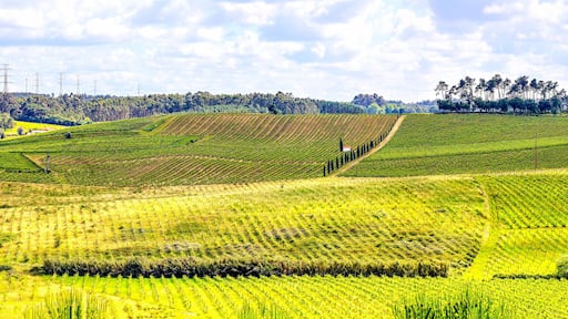 Campos de vinhas em Portugal