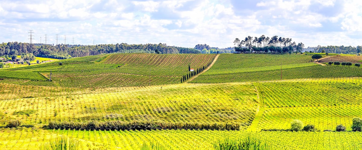 A vast agricultural landscape with terraced fields and a line of trees in the distance.