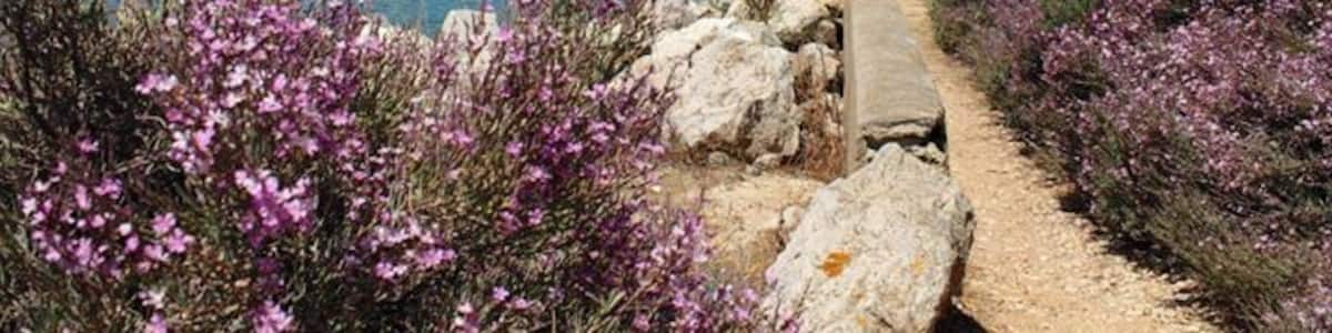A coastal path with purple flowers, a white building, and a bridge in the background.