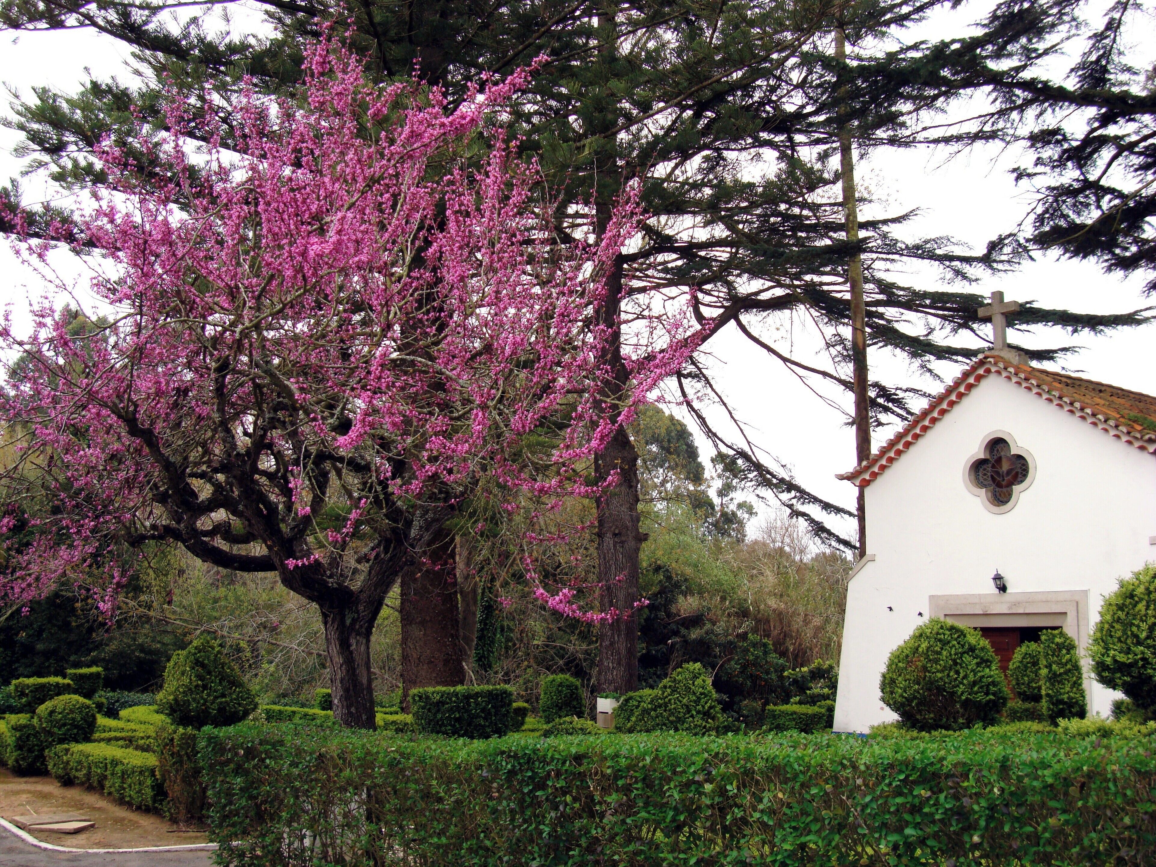 #Quinta #Ortiga #Pousada #Portugal #farm

A Pousada da Quinta da Ortiga fica perto de Santiago do Cacém. O acesso à pousada é feito por uma estrada que nem nome tem. Talvez  por isso a quinta tenha sido preservada da agitação da civilização moderna e mantenha todo o seu encanto rural. Hoje a Quinta da Ortiga pertence à empresa Pestana Pousadas que recuperou o edifício principal e as pequenas casas típicas Alentejanas, ao seu redor, onde os hóspedes são alojados. Tem também uma pequena capela, um bom restaurante,  fontes e belos jardins. É um lugar perfeito para passar uns dias em plena harmonia com a natureza que circunda toda a quinta.

Pousada da Quinta da Ortiga is close to Santiago do Cacém. The access to the inn is made by a noname road. Perhaps that's why the farmhouse has been preserved from the hustle and bustle of modern civilization and maintains all its rural charm. Today Quinta da Ortiga belongs to the Pestana Pousadas company that has recovered the main building and the small typical Alentejo houses around it, where the guests are housed. It also has a small chapel, a good restaurant, fountains and beautiful gardens. It is a perfect place to spend a few days in full harmony with nature that surrounds the whole farm.